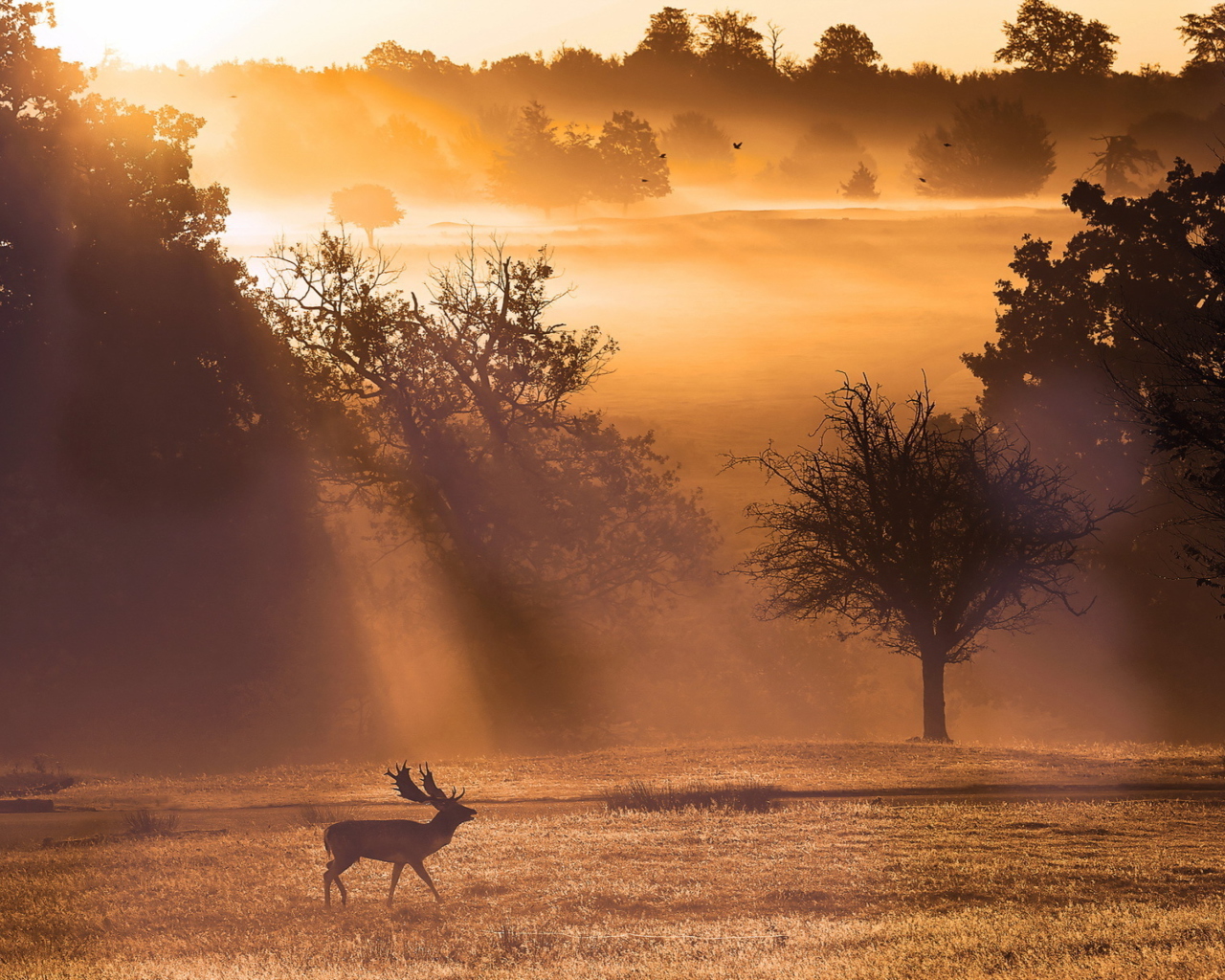 Fondo de pantalla Deer At Meadow In Sunlights 1280x1024