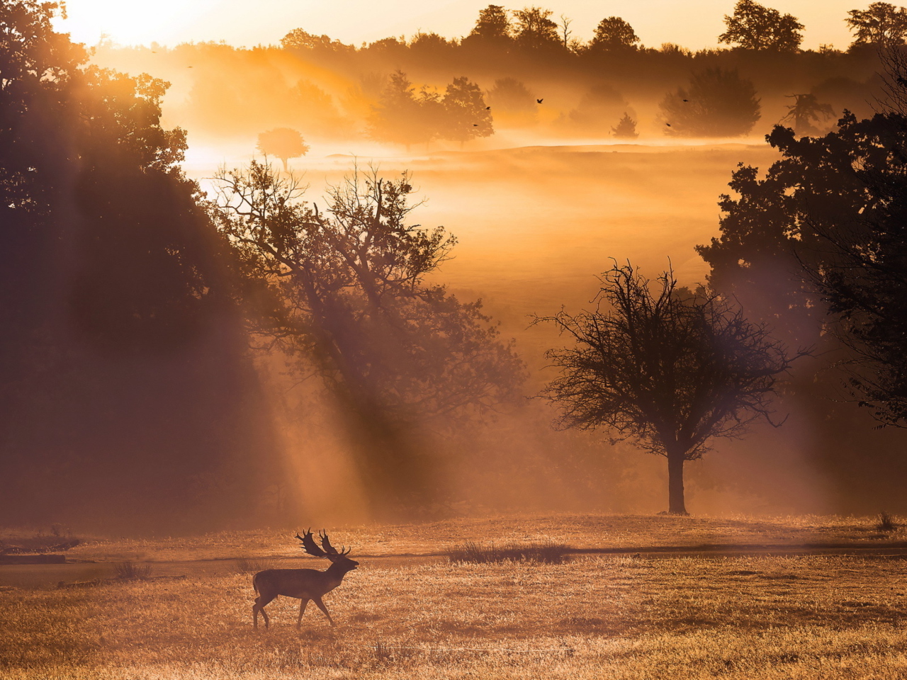 Das Deer At Meadow In Sunlights Wallpaper 1280x960