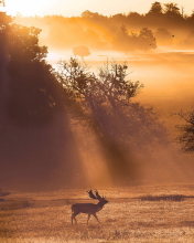 Das Deer At Meadow In Sunlights Wallpaper 176x220