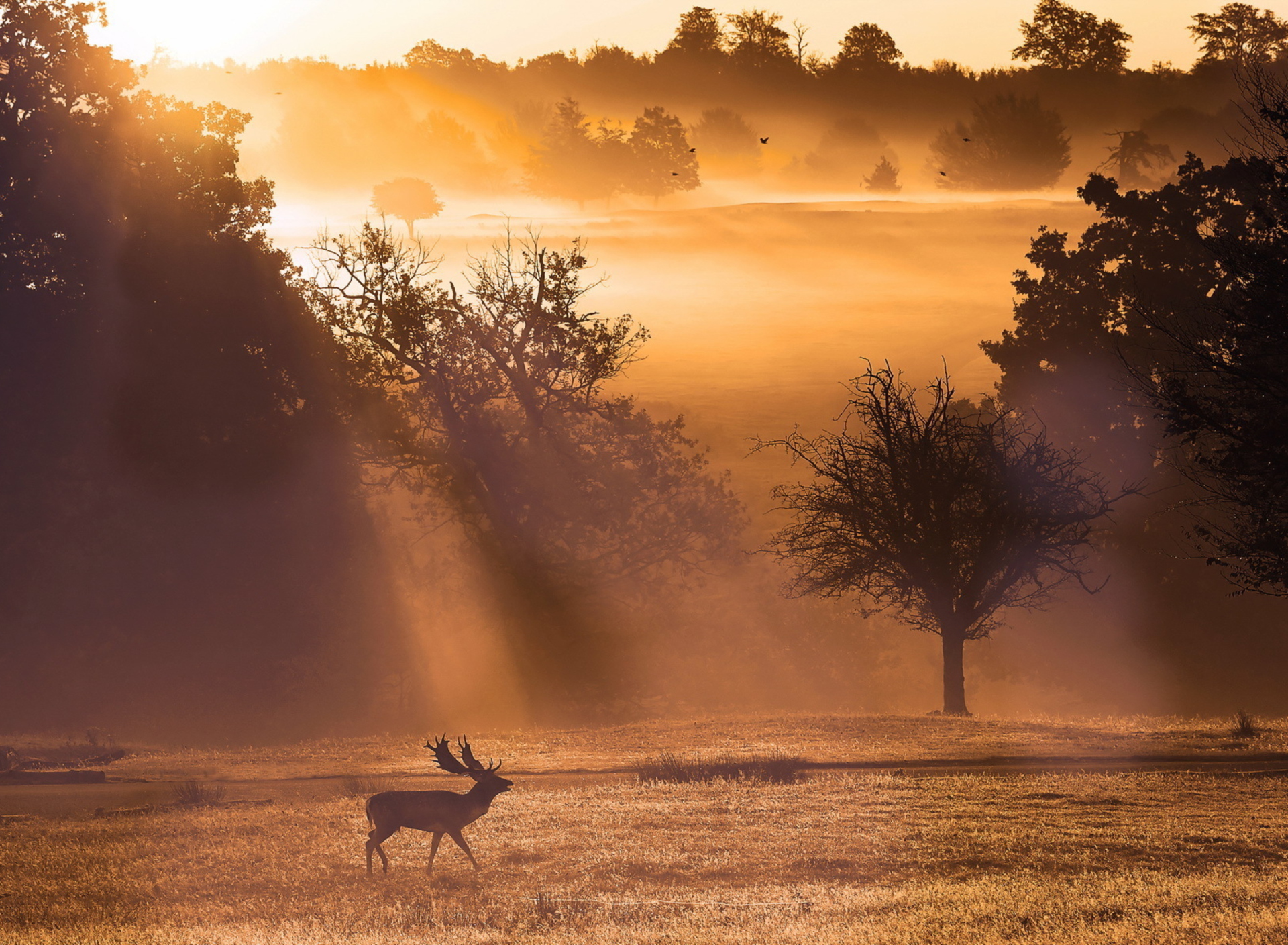 Обои Deer At Meadow In Sunlights 1920x1408