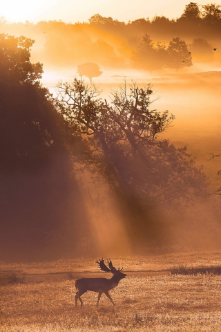 Deer At Meadow In Sunlights screenshot #1 320x480