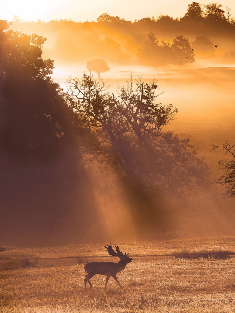 Das Deer At Meadow In Sunlights Wallpaper 480x640