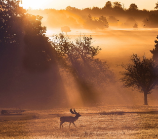 Kostenloses Deer At Meadow In Sunlights Wallpaper für 2048x2048