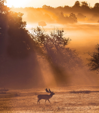 Kostenloses Deer At Meadow In Sunlights Wallpaper für 240x320