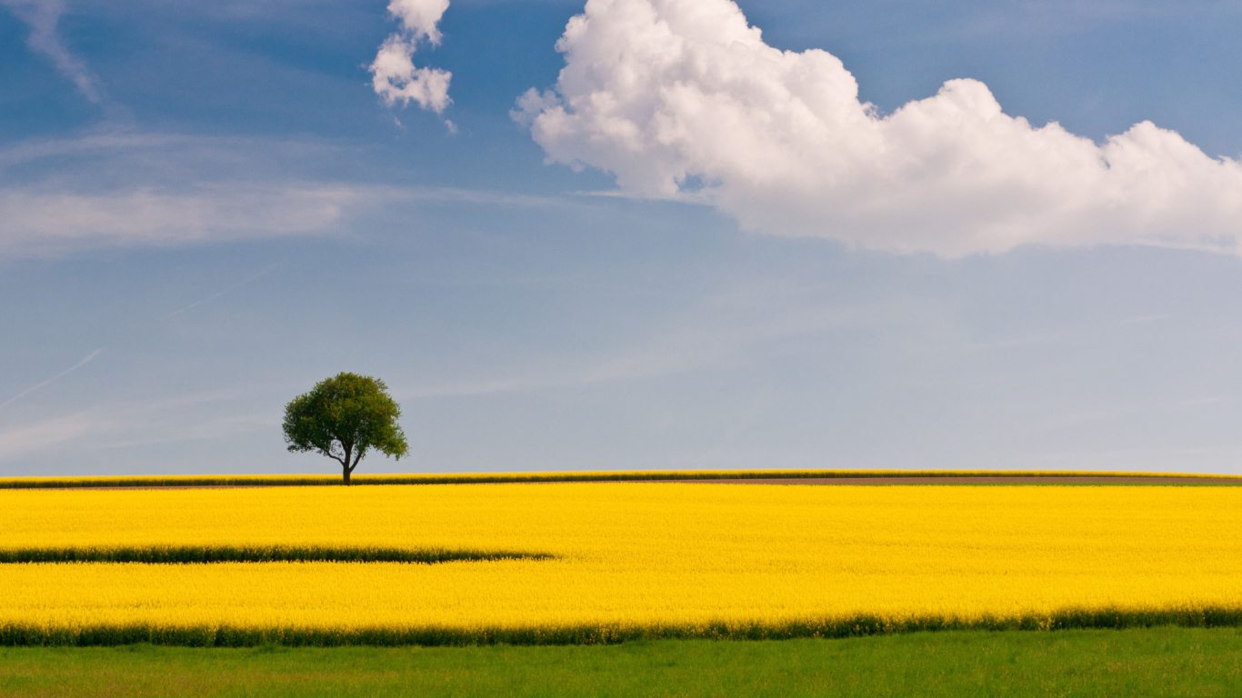 Sfondi Tree In Field 1366x768