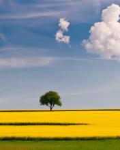 Tree In Field wallpaper 176x220