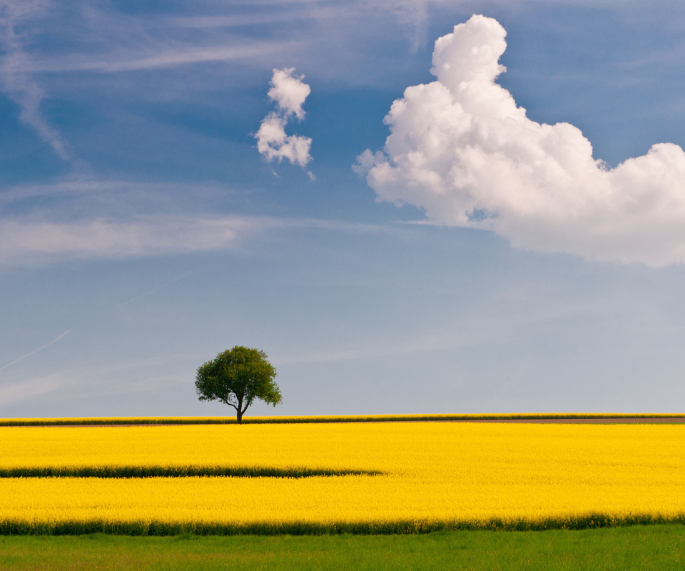 Das Tree In Field Wallpaper 960x800