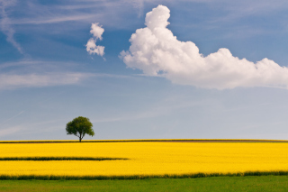 Tree In Field - Obrázkek zdarma 