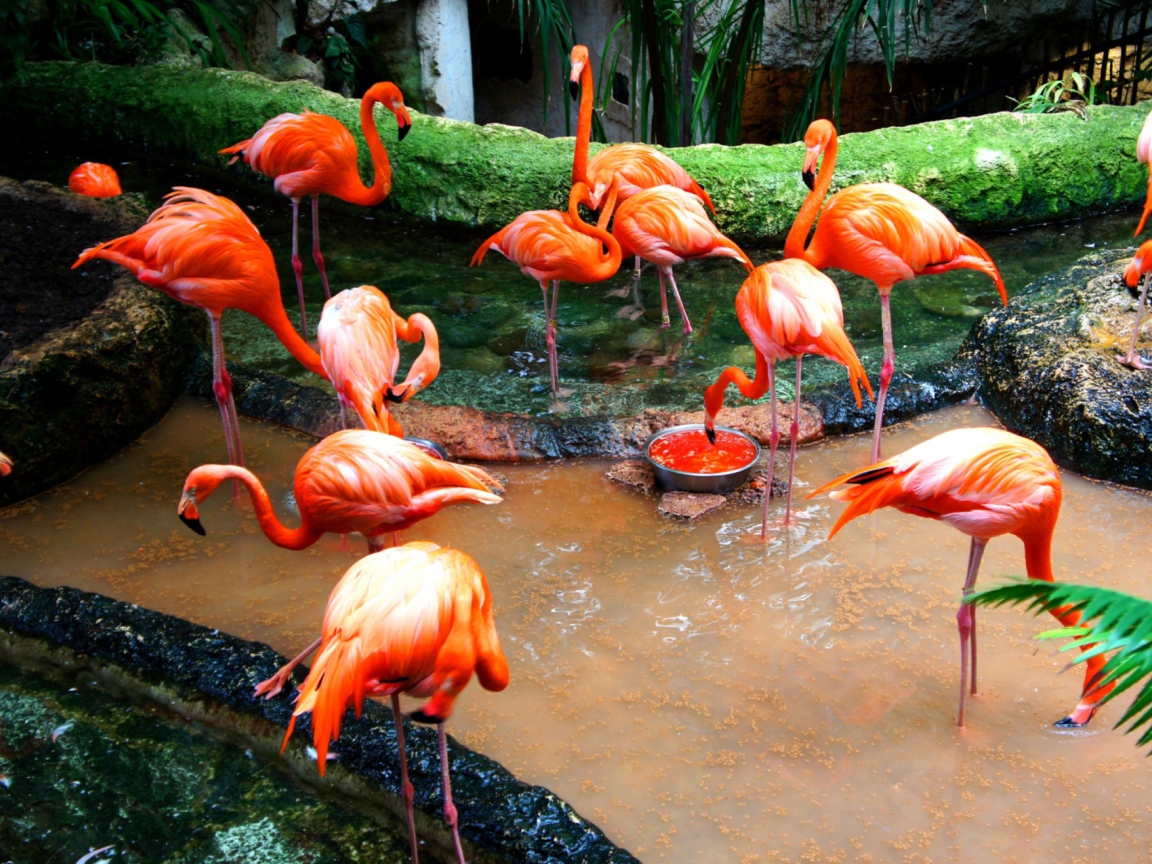 Sfondi Pink Flamingo 1152x864