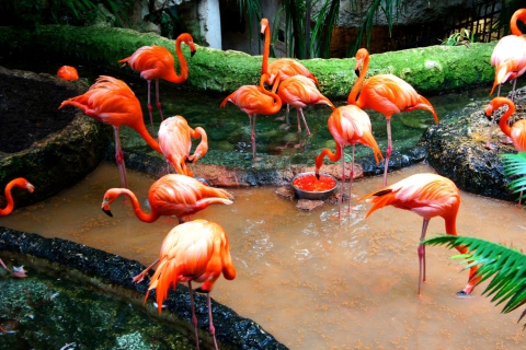 Sfondi Pink Flamingo 480x320
