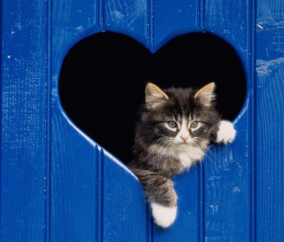 Das Cat In Heart Wallpaper 1200x1024
