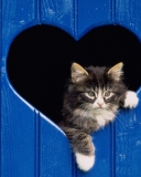 Cat In Heart wallpaper 128x160