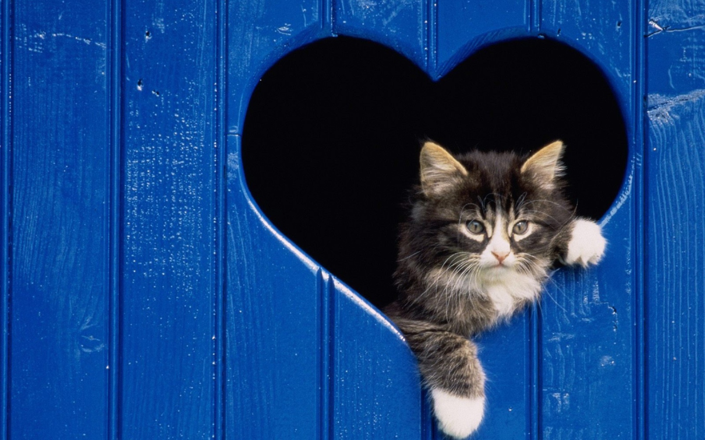 Fondo de pantalla Cat In Heart 1440x900