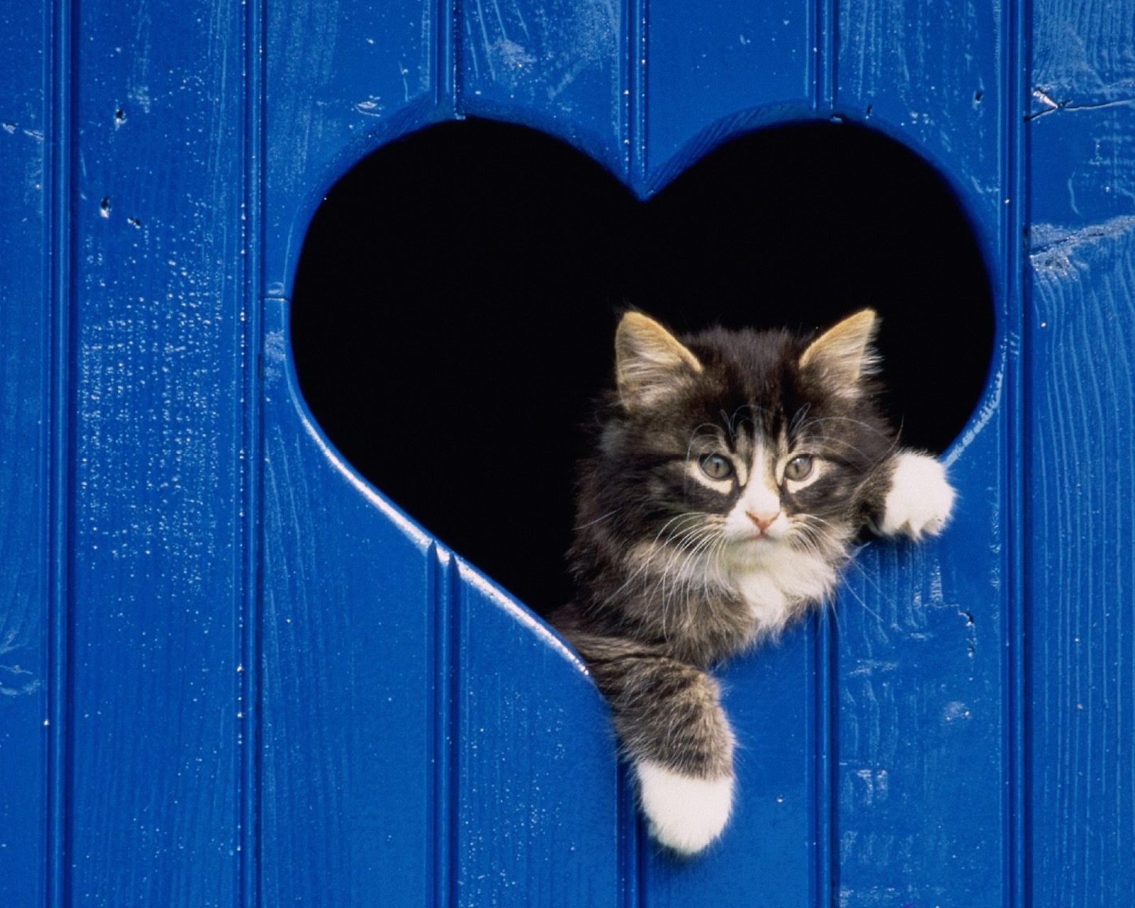 Cat In Heart wallpaper 1600x1280