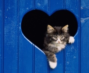 Fondo de pantalla Cat In Heart 176x144