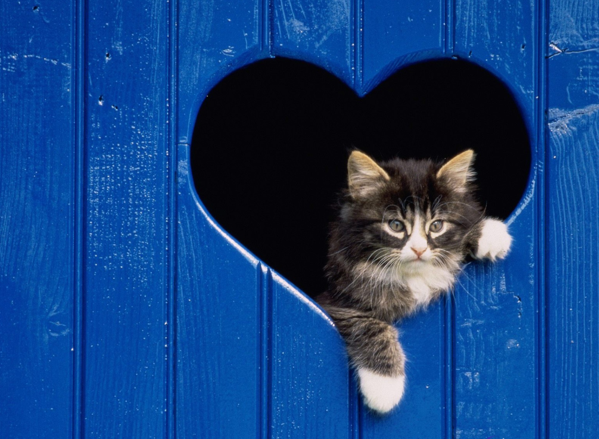 Fondo de pantalla Cat In Heart 1920x1408
