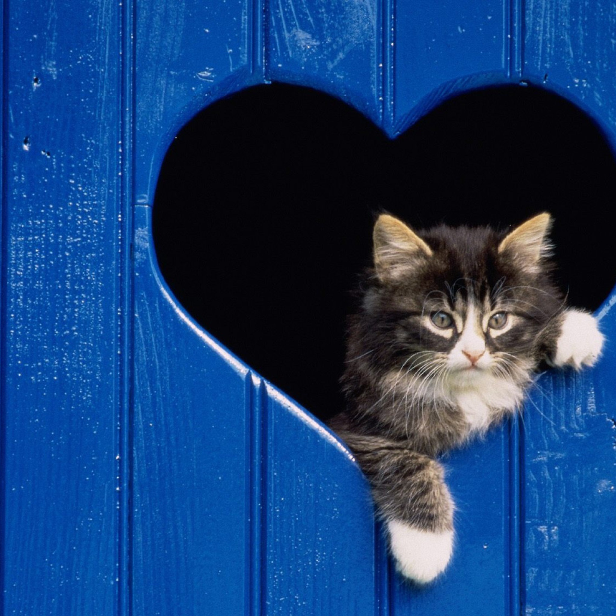 Das Cat In Heart Wallpaper 2048x2048