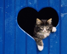 Screenshot №1 pro téma Cat In Heart 220x176