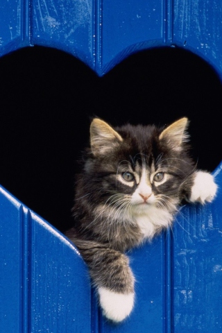 Das Cat In Heart Wallpaper 320x480
