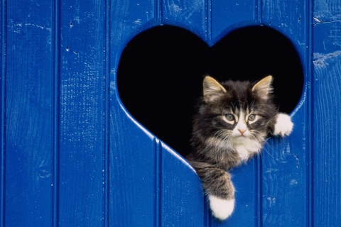 Das Cat In Heart Wallpaper 480x320