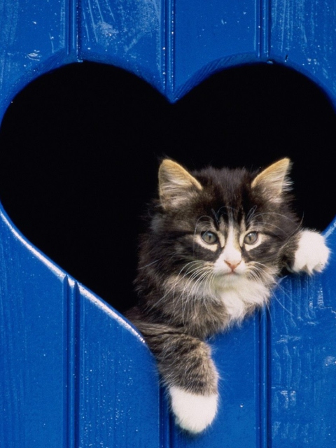 Das Cat In Heart Wallpaper 480x640