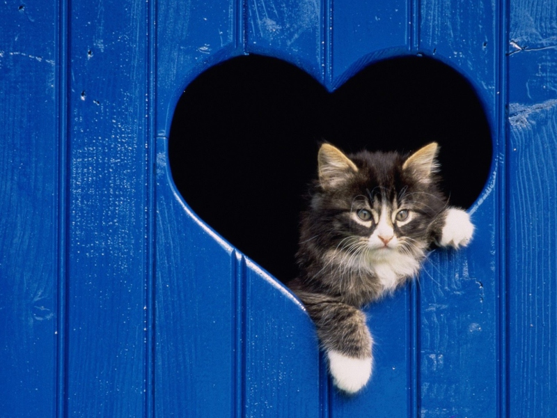 Обои Cat In Heart 800x600