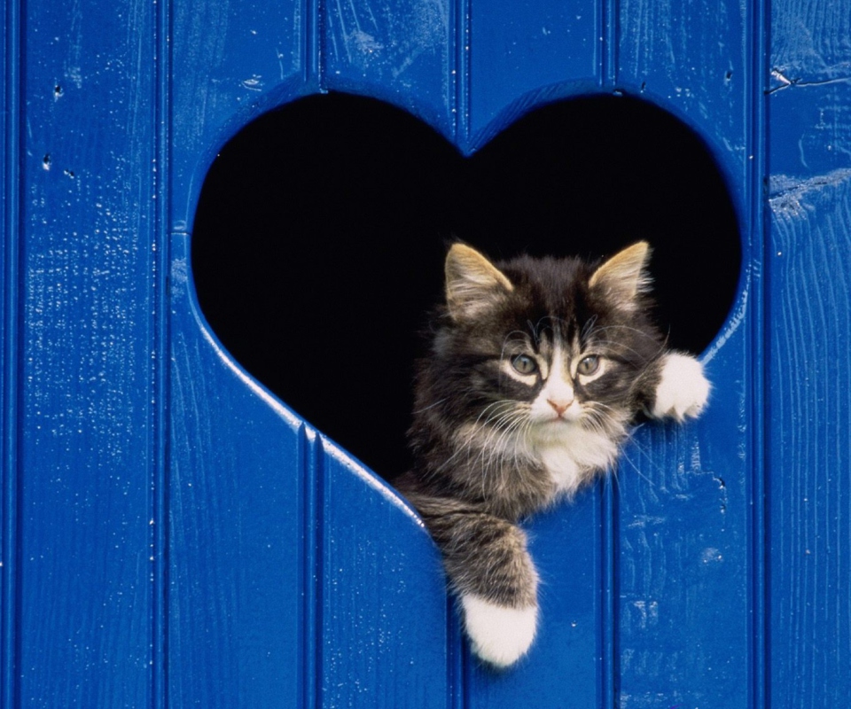 Fondo de pantalla Cat In Heart 960x800