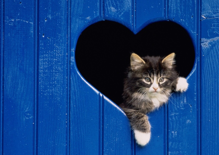 Das Cat In Heart Wallpaper