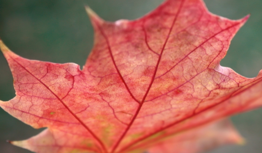 Das Red Autumn Leaf Wallpaper 1024x600