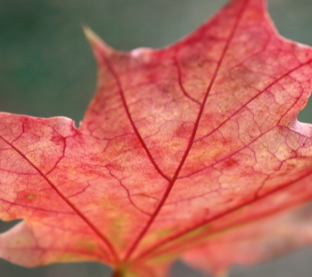 Fondo de pantalla Red Autumn Leaf 1080x960