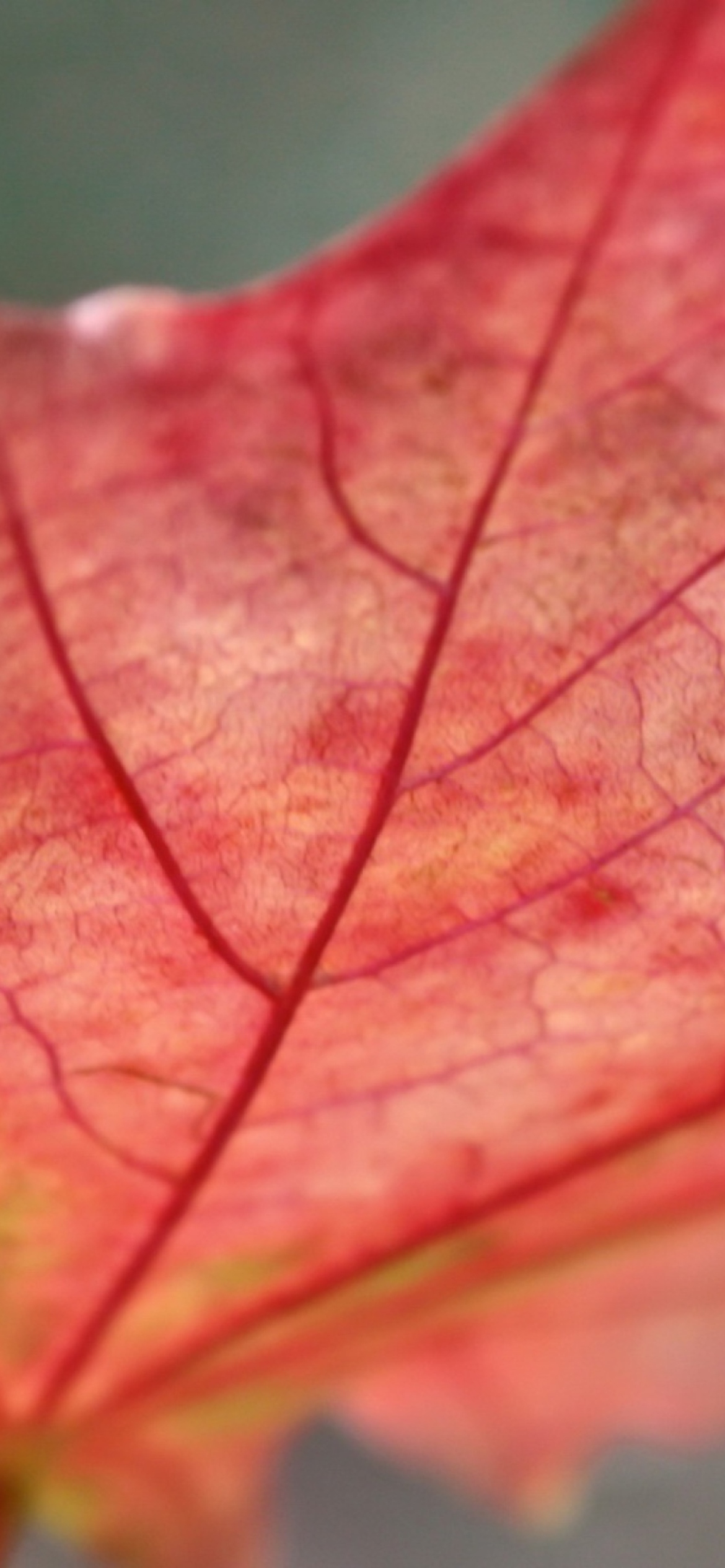 Screenshot №1 pro téma Red Autumn Leaf 1170x2532