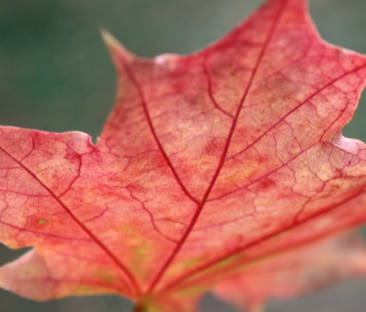 Das Red Autumn Leaf Wallpaper 1200x1024
