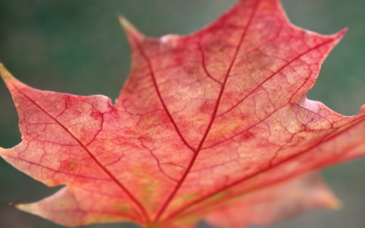 Обои Red Autumn Leaf 1280x800
