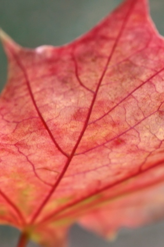 Das Red Autumn Leaf Wallpaper 320x480