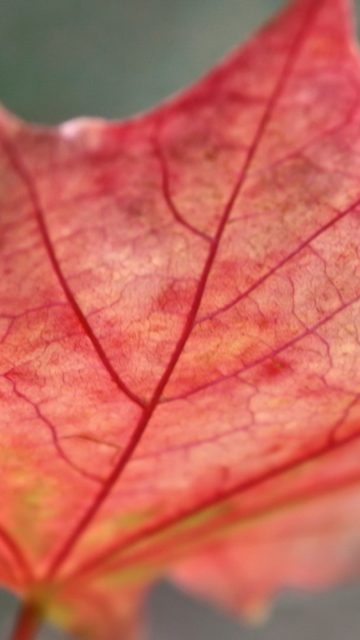 Red Autumn Leaf wallpaper 360x640