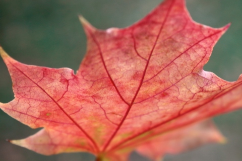 Sfondi Red Autumn Leaf 480x320