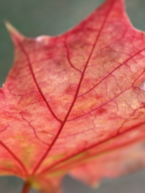 Das Red Autumn Leaf Wallpaper 480x640