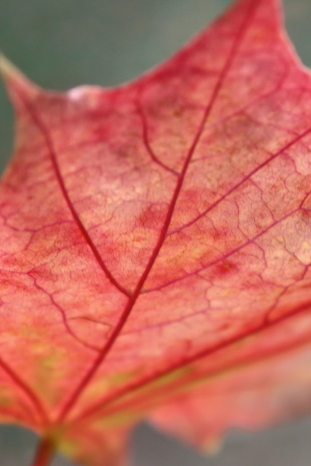 Red Autumn Leaf screenshot #1 640x960