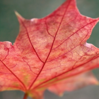 Red Autumn Leaf Background for 208x208