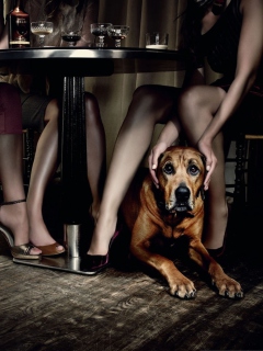 Fondo de pantalla Dog And Beauties 240x320