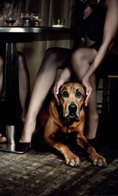 Dog And Beauties wallpaper 240x400