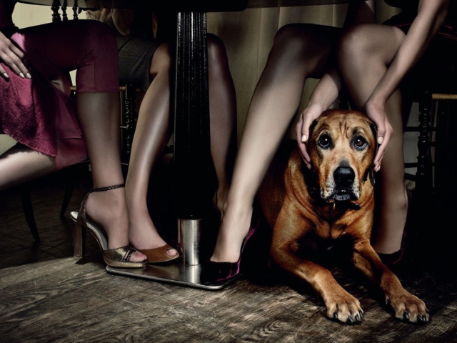 Dog And Beauties wallpaper 640x480