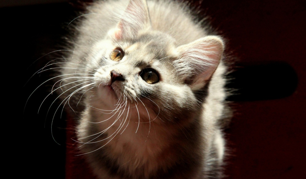 Fondo de pantalla Grey Fluffy Cat 1024x600