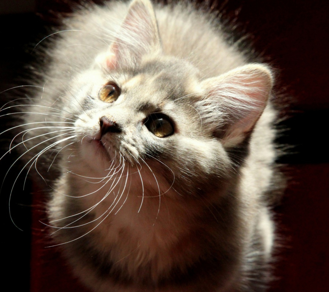 Das Grey Fluffy Cat Wallpaper 1080x960
