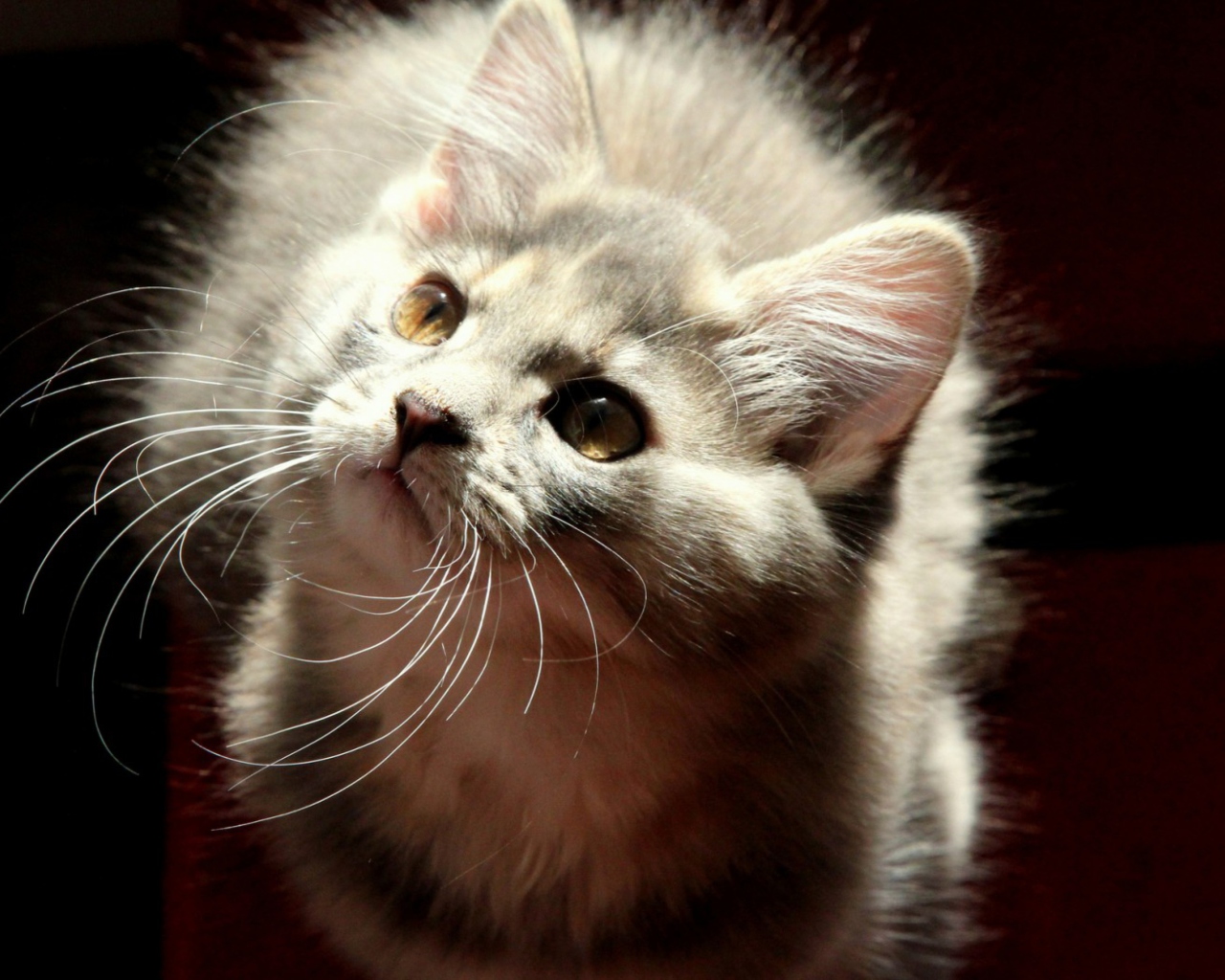 Grey Fluffy Cat screenshot #1 1280x1024