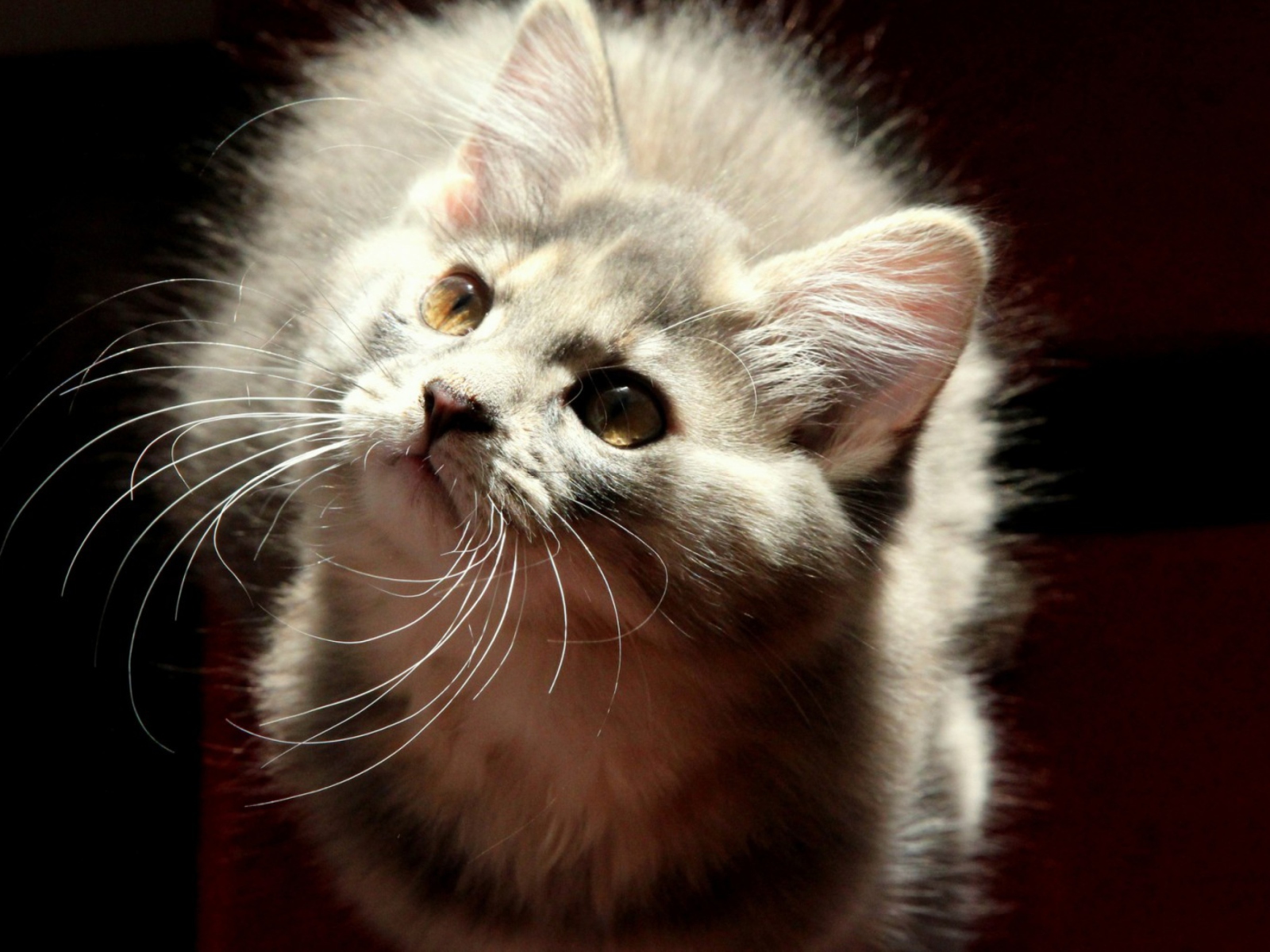 Das Grey Fluffy Cat Wallpaper 1600x1200