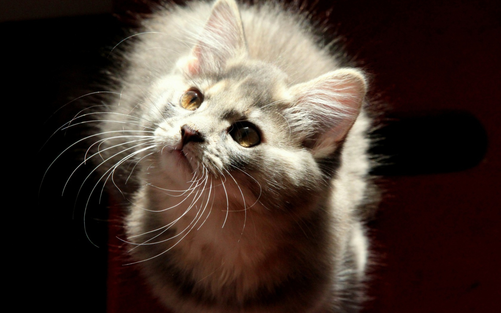 Sfondi Grey Fluffy Cat 1680x1050