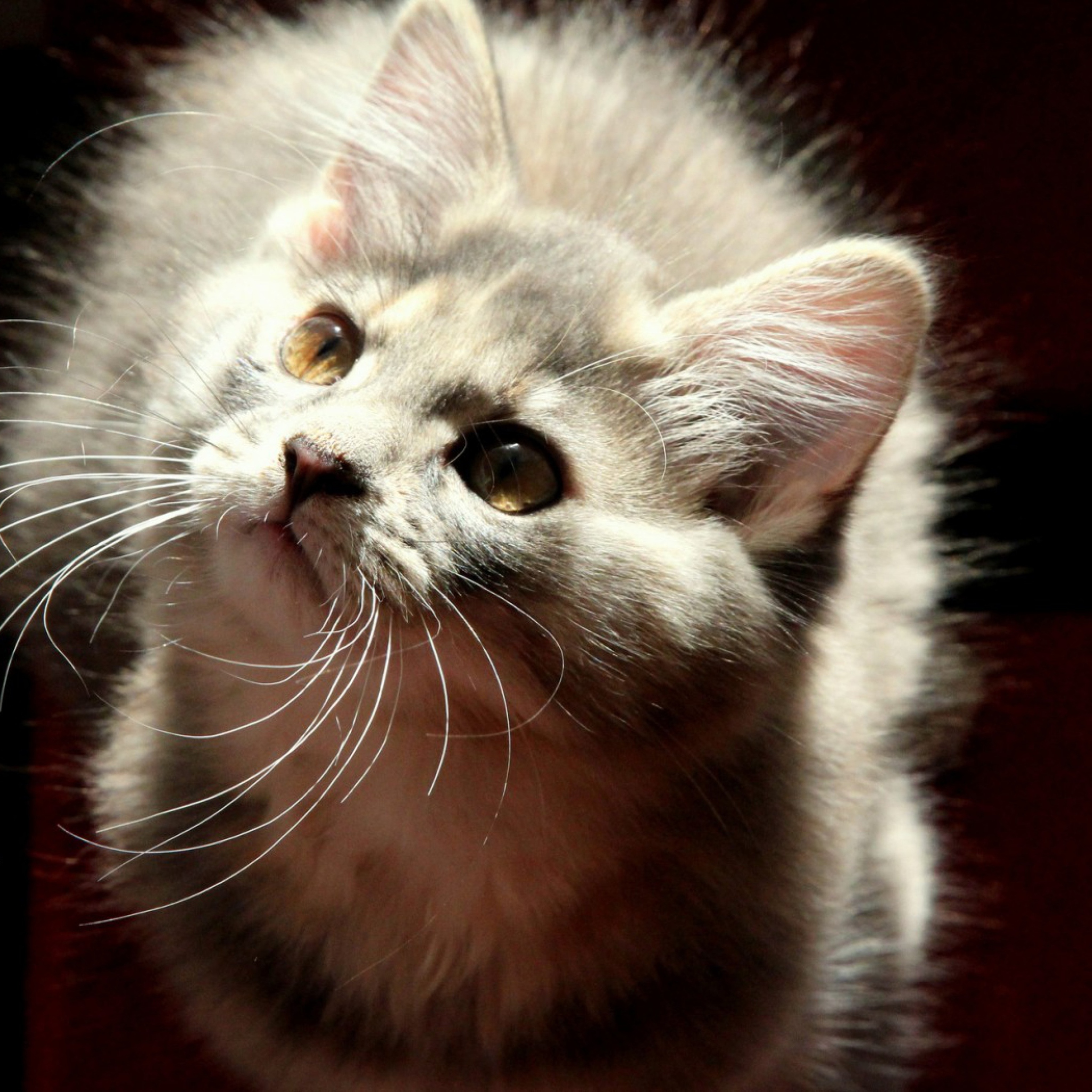 Sfondi Grey Fluffy Cat 2048x2048
