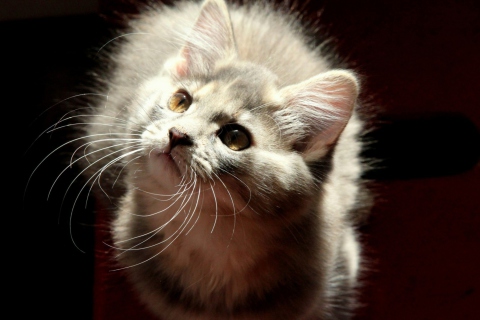 Fondo de pantalla Grey Fluffy Cat 480x320