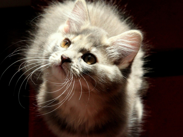 Fondo de pantalla Grey Fluffy Cat 640x480
